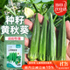 菜禾地 黃秋葵種子苗羊角豆秋季不易老家庭種植蔬菜種籽 黃秋葵種子30粒