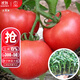 大禹菜苗秧蔬菜苗子大全活苗帶土種苗秋冬季西紅柿盆栽圣女果秧苗陽(yáng)臺 大粉老品種西紅柿番茄苗帶土6棵