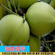 海南新鮮椰青當季現摘椰果孕婦補羊水小奶椰子蛋整箱直發(fā)椰子青椰 4個(gè)