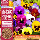 壽禾 三色堇種子苗蝴蝶花景觀(guān)花卉籽 壽藝三色堇混色種子1g