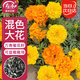 壽禾 萬(wàn)壽菊種子種苗大花四季種植花卉 矮稈混色萬(wàn)壽菊種子8g約2400粒