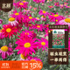 北蔬 除蟲(chóng)菊花種子苗防蚊蟲(chóng)家庭四季盆栽花種籽 混色除蟲(chóng)菊種子500粒
