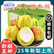 【順豐丨新疆直郵】新疆庫(kù)爾勒香梨子特級(jí)母梨新鮮中秋節(jié)水果禮盒 特級(jí)母梨凈重5斤禮箱 單果120-150g