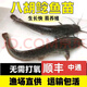 埃及塘鲺魚(yú)苗淡水 養殖埃及魚(yú)苗革胡子鯰魚(yú)苗本地塘角魚(yú)苗批 發(fā) 4-6厘米 50條