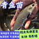 四川螺螄青魚(yú)苗黑皖魚(yú)一斤大草魚(yú)苗青魚(yú)苗四大家魚(yú)苗養殖本地特大 店鋪包運輸存活 報損提供開(kāi)箱視頻聯(lián)系客服 【特價(jià)】5-7厘米青魚(yú)苗10條贈送10%