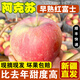 驕瑰新疆阿克蘇早熟紅富士蘋(píng)果 可選順豐快遞 新疆直發(fā)冰糖心 小果彩箱60-70mm(18-22枚左右）4.5斤 中通快遞