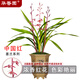 華香園蘭花 中國紅 桃紅濃香墨蘭報歲蘭黃蠟葉藝冬季盆栽景花卉綠植 中國紅 1棵3苗 裸根發(fā)貨 不帶花苞