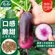 壽禾 水果蘿卜種子種苗秋季蔬菜種籽 濰育甘翠冰淇淋蘿卜種子60粒*2袋