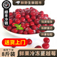 【順豐冷鏈】冷凍鮮果蔓越莓 小紅莓女性脆酸水果泡水漿果 【順豐】1000g裝（國產(chǎn)進(jìn)口果隨機發(fā)）