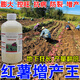 紅薯專(zhuān)用膨大素控旺提質(zhì)增產(chǎn)防裂抗病紅薯葉面肥膨大素不傷害作物 3瓶【紅薯地下猛長(cháng)】高產(chǎn)無(wú)憂(yōu)