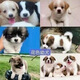 中華田園犬小型長(cháng)不大狗狗活物狗崽高智商適合小孩家養的狗仔幼犬 田園級 花色狗狗+狗糧+狗籠+包郵 公
