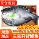 往牧叉尾鮰魚(yú) 免處理 青江魚(yú) 烤魚(yú)精品  腌制半成品 冷凍生鮮 江團魚(yú) 【大號】?jì)糁?.2-1.4斤