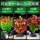 瘋狂水草（FKSC）水草植物直接入缸莫斯水草懶人魚(yú)缸造景套餐竹節草凈化 【黑山石】紅絲青葉+血心蘭+紅松尾