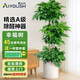 愛(ài)優(yōu)尚幸福樹(shù)盆栽客廳室內大型綠植辦公室喬遷新家綠寶凈化空氣源頭直發(fā)