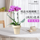 蝴蝶蘭盆栽帶花苞雙劍花苗室內客廳鮮花卉四季好養開(kāi)花綠植物送禮 蝴蝶蘭“玫紅色系”2花箭+米色冰淇淋盆+吊牌