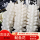 新鮮魷魚(yú)花冷凍目魚(yú)花肉無(wú)冰衣深海生魷魚(yú)卷塊海鮮火鍋食 魷魚(yú)花 500g(凈重)