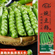 壽禾 豌豆種子苗甜脆大莢青豆秋季蔬菜種籽 濰育皇珠豌豆種子50g*3袋