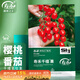 壽禾 圣女果種子苗小番茄西紅柿蔬菜種籽 濰育壽禾千禧果種子30粒*3袋