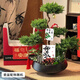 芙洛拉花園【兩小時(shí)達】五層塔松盆栽送導師青松綠植喬遷生日開(kāi)業(yè)重陽(yáng)節禮物 學(xué)術(shù)長(cháng)青【精致造景五層塔松盆景】 送導師推薦