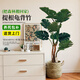 臨雅提根龜背竹綠植盆栽室內客廳桌面大型凈化空氣懶人好養活高級植物 提根龜背竹70-90cm+帶把草編盆