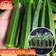 壽禾 秋葵苗壽光蔬菜苗四季陽(yáng)臺盆栽帶土帶葉發(fā)貨菜苗 黃秋葵苗 12棵