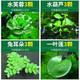 瘋狂水草烏龜缸造景龜缸植物浮萍水草水培綠植景觀(guān)水植物造景源頭直發(fā)包郵