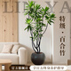 臨雅特級百合竹客廳綠植物室內高級感老樁造型輕奢好養活落地大型盆栽 【旗艦款】百合竹1.3-1.5m+黑色圓球盆