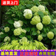 10年繡球花苗老樁無(wú)盡夏繡球花卉綠植盆栽陽(yáng)臺別墅庭院繡球花樹(shù)苗 綠寶石 15年【開(kāi)花覆蓋2平方 10分支】