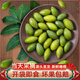 閩臻閩臻2025新果現(xiàn)摘閩清檀香新鮮橄欖福建特產(chǎn)青果孕婦水果青橄欖 鮮橄欖500g*1（普通快遞） 2025新果