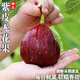 騎猴趕馬四川紫皮無(wú)花果(順豐)現摘一級果應季孕婦新鮮水果禮盒紫皮無(wú)花果 5斤裝【超值囤貨】?jì)糁?.5斤