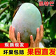 現摘四川攀枝花凱特芒新鮮10斤應季特大水果大青皮甜心忙果整箱 5斤 凈重4.5斤 中果