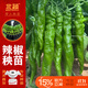 北蔬 辣椒苗帶土秧苗盆栽陽(yáng)臺蔬菜苗 長(cháng)螺絲辣椒苗6棵源頭直發(fā)包郵
