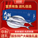 繽鮮 青島大鲅魚(yú) 中秋海鮮禮盒整條 海魚(yú)馬鮫魚(yú) 海捕生鮮冷凍水產(chǎn)海鮮 4斤禮盒裝1條/1斤凈重【膠東特產(chǎn)】