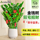 愛(ài)優(yōu)尚金錢(qián)樹(shù)盆栽客廳室內大型綠植辦公室盆景搖錢(qián)串子喬遷開(kāi)業(yè)源頭直發(fā)