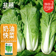 北蔬快菜種子速生奶油小白菜秋種蔬菜籽 速生18小白菜種子10g約3800粒