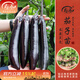 壽禾 蔬菜苗活苗帶土發(fā)貨大全菜苗種苗秋冬各種秧苗山東壽光苗子陽(yáng)臺 黑豹長(cháng)茄子苗 6棵