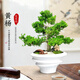 愛(ài)優(yōu)尚特級黃楊盆栽桌面擺件禪意盆景辦公室植物源頭直發(fā)