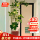 手耕田網(wǎng)紅孟加拉榕盆栽大型綠植黃金榕高山榕樹(shù)室內客廳落地橡皮面包樹(shù) 孟加拉榕樹(shù)1.6-1.8m高原生膠盆 帶盆栽好