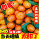 四川新鮮現摘爆甜多汁金秋砂糖橘 9-10斤 5-6斤/小果