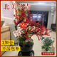 臨雅北美冬青盆栽帶紅果樹(shù)苗綠植盆景年宵真花植物2加侖*2源頭直發(fā)