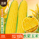 北蔬 水果玉米種子種苗超甜可生食玉米種籽 美甜六號水果玉米種子40g