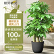 植男植女步步高造型發(fā)財樹(shù)大棵盆栽客廳室內大型綠色植物辦公室源頭直發(fā)