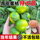 景琳涵特大青皮蜜桔苗橘子樹(shù)果樹(shù)果苗南方種植盆栽桔子樹(shù)苗地栽當年結果 4年精選苗當年結果【帶土帶葉發(fā)貨】