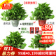 嘆為觀(guān)止綠蘿盆栽梔子花卉財樹(shù)大號白紅掌文竹常春藤凈化空氣常春藤萬(wàn)年青 大綠蘿彩色吸水盆四盆+肥料2包 含盆
