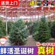真的圣誕樹(shù)真樹(shù)活的挪威云杉樹(shù)諾貝松香松商場(chǎng)圣誕節耐寒綠植盆栽 高50-60厘米【單獨一棵樹(shù) 無(wú)贈品】