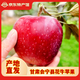 甘肅白銀會(huì )寧沙面天水花牛蘋(píng)果紅元帥清脆香甜新鮮采摘 會(huì )寧花牛蘋(píng)果10斤