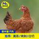 蛋鮮森 徽州童子雞3只裝共5.4斤 生鮮禽類(lèi) 整雞凈膛 源頭直發(fā)包郵