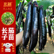 北蔬長(cháng)茄子苗帶土秧苗紫黑長(cháng)茄四季種蔬菜苗  長(cháng)茄苗6棵源頭直發(fā)包郵