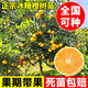呆果丁冰糖橙苗嫁接橙子樹(shù)苗冰糖柑苗盆栽地栽南北方種植果樹(shù)苗當年結果 4年精選苗（當年結果）死苗包賠