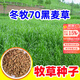 蓿蕾黑麥草種籽子四季多年生牧草種子耐寒畜牧養殖草種喂豬牛羊魚(yú)草 15斤裝：國產(chǎn)冬牧70黑麥草種子（一畝地用量）